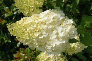 Bild von Hydrangea